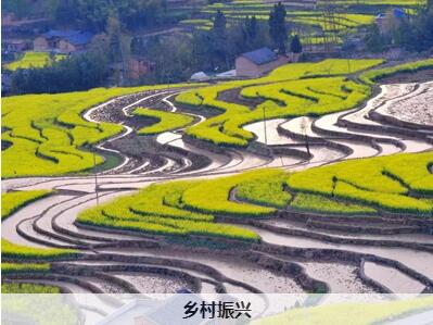 清遠英德市打造鄉村振興樣板：發展高質量農業，推動“產業興旺”